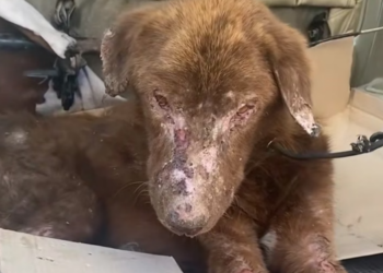 H0704014_After everything he went through, he just wanted