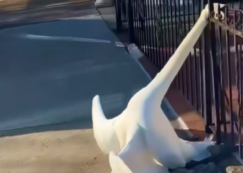 H0704016_swan head got stuck in railing, rescued (1)