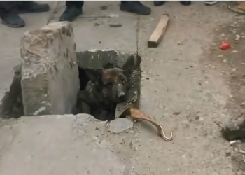 H0704020_found German Shepherd abandoned in sewer dra