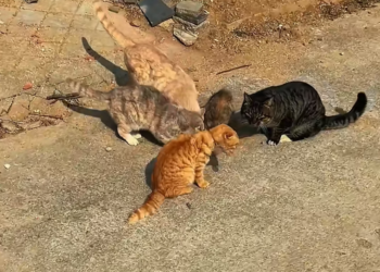 H0704025_saved stray cat whose neck had been tangled in