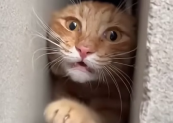 H0704027_#cat #kitten #kucing #kucinglucu #catsoftiktok