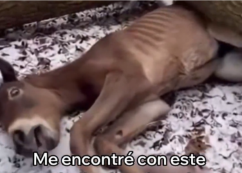 H0704028_Este Caballo Se Convirtió En Mi Mejor Amigo