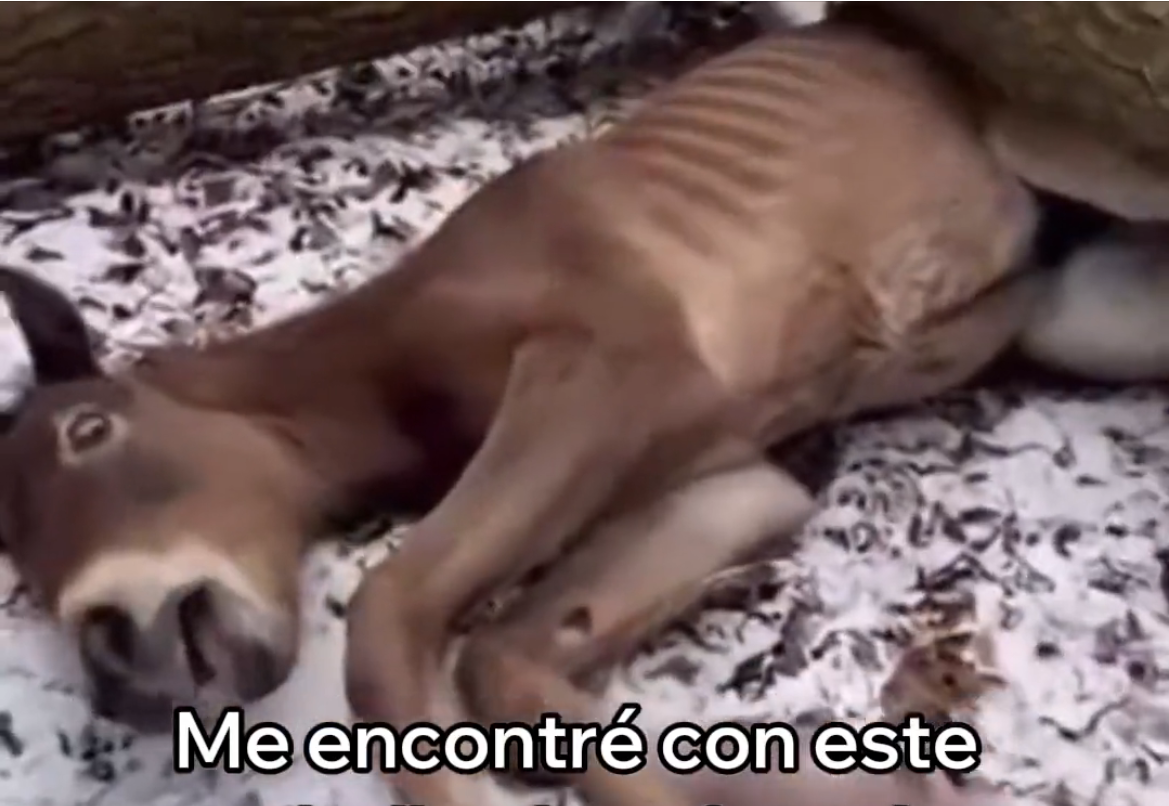 H0704028_Este Caballo Se Convirtió En Mi Mejor Amigo