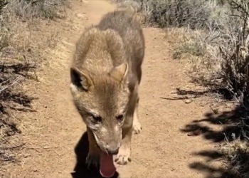 H0304003_She Back Where She Belongs #wholesome #animal