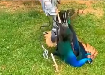 H0704034_An injured peacock was given second chance thank