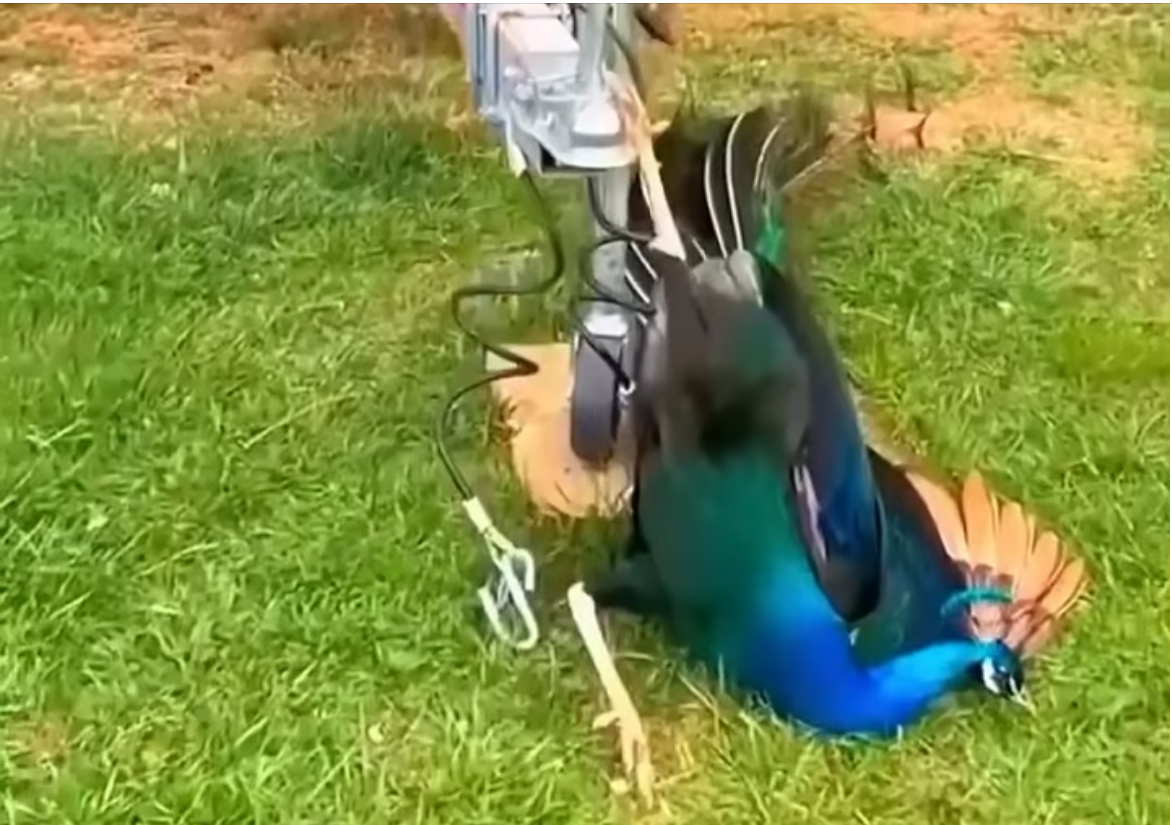 H0704034_An injured peacock was given second chance thank