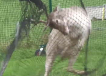 H0704032_One Totally Trapped Fallow Deer!