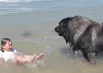 H0704031_Heroic Dog Decides to Rescue Girl Playing in Ocean