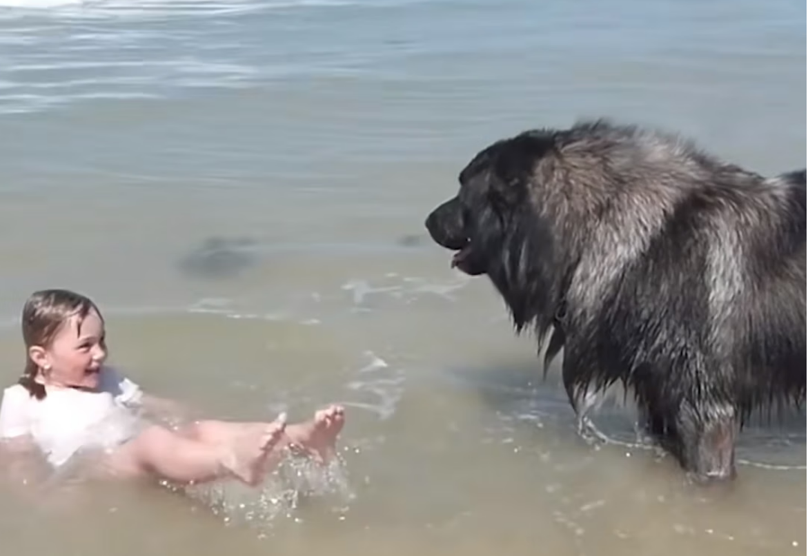 H0704031_Heroic Dog Decides to Rescue Girl Playing in Ocean