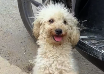 H0704030_Mother dog trying to save puppies #rescue #rescu