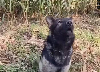 H0704029_Don worry. will save you. Grandpa. #dog #dogs