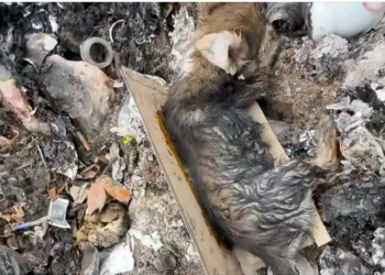 H0304007_Rescue puppy #animal #animalsoftiktok #rescueani