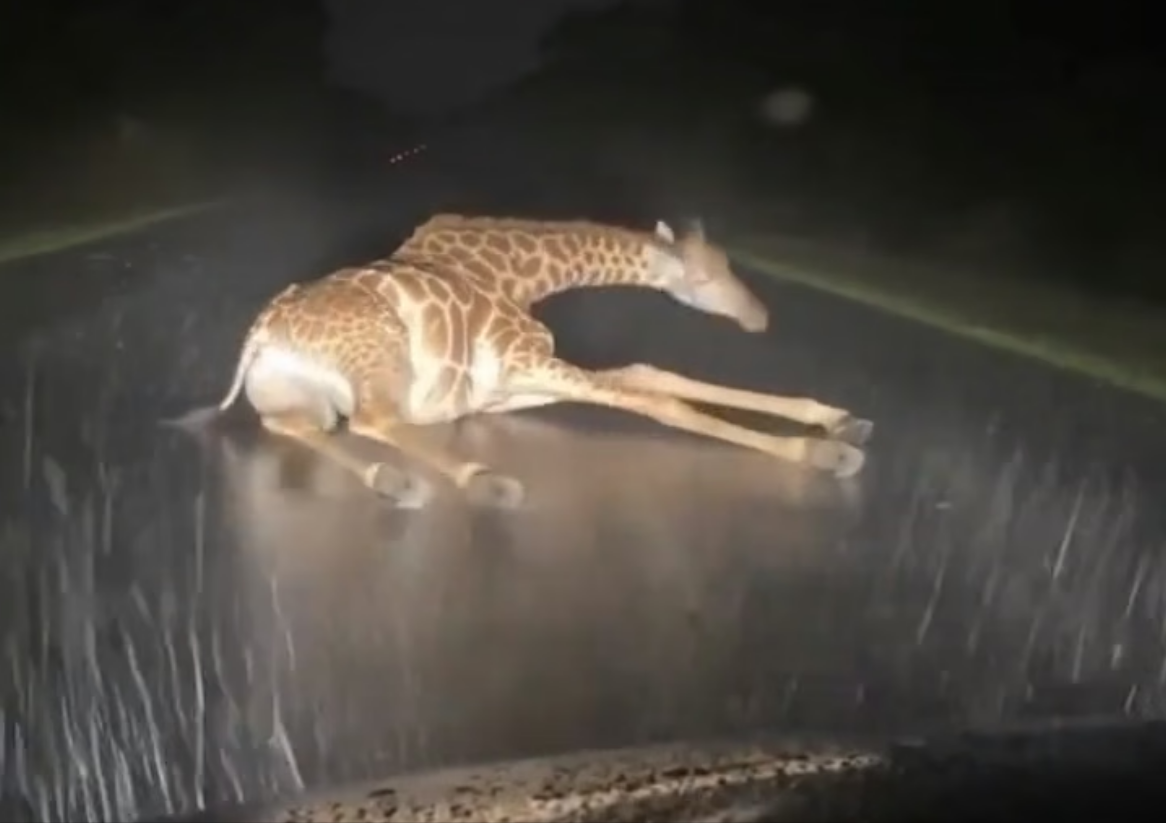 H0304002_Gentle Rescue Gentle Giraffe #wholesome