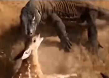 H0304006_Heartbroken Husky Miracle of Second Ch