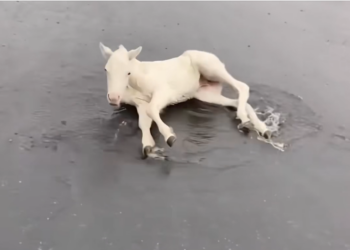 H0304001_Wish my cat could adopt an animal #wholesome