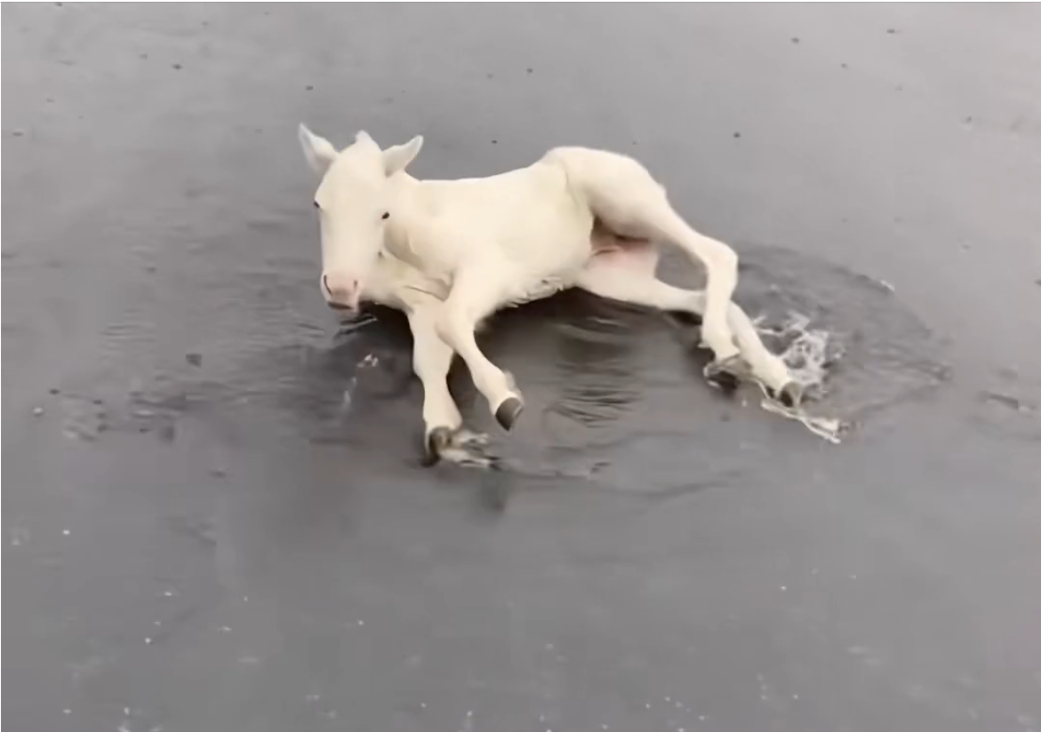 H0304001_Wish my cat could adopt an animal #wholesome