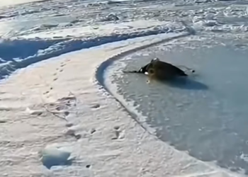 H0304010_found an adult penguin tangled in net on