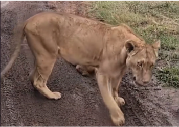 H0304020_tourist rescues broken lion cub abandoned by