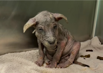 H0304019_Rescue is hard. Every single day it feels like we