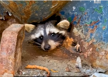 H0304018_She begs help pleading eyes