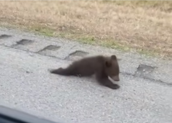 H0304016_She found baby bear crawling on road ch