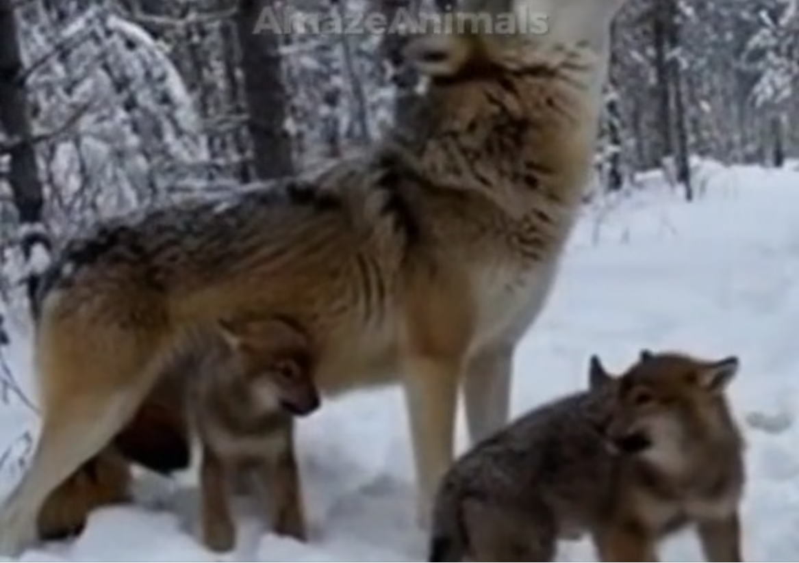 H0304015_He Saved Dying Wolf Pup Months Later, She