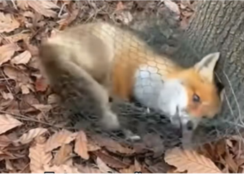 H0304013_Rescaté Este Zorro Algo Increíble Pasó
