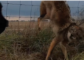 H0304012_kind man stops to help wild animal trapped in