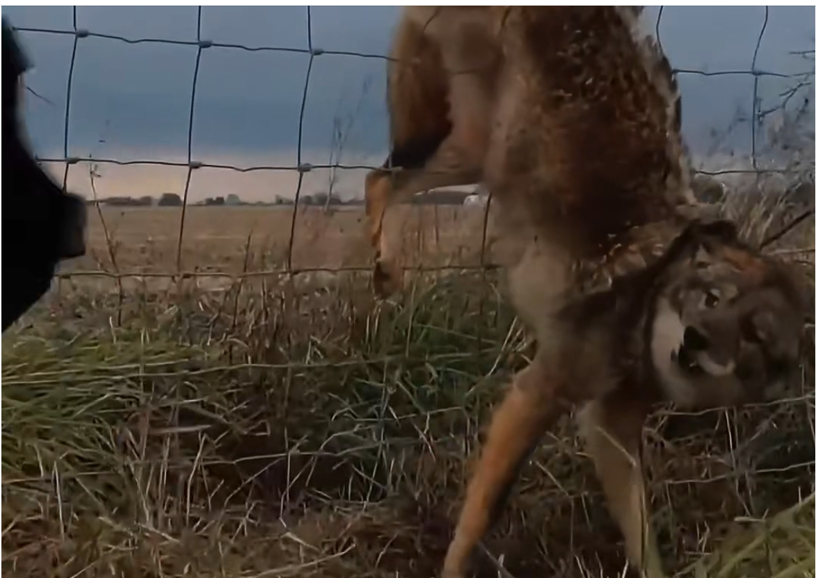 H0304012_kind man stops to help wild animal trapped in