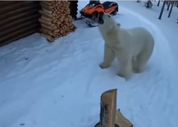 H0304011_thought bear was attacking me. But she neede