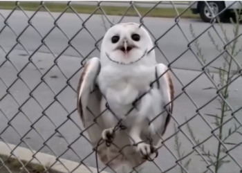 H0704001_She Untangled Poor Owl Trapped On Roadside