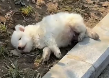 H0304005_Rescue puppy abandoned by mother #animal #animal