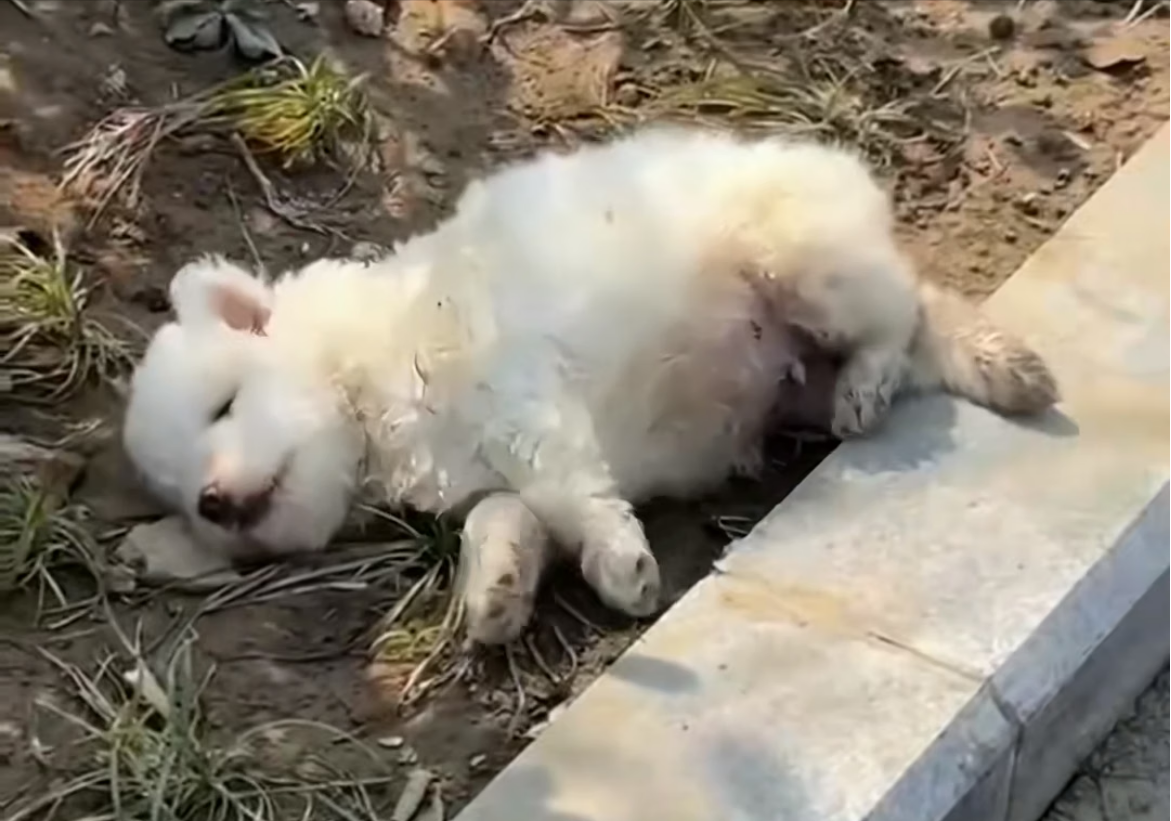 H0304005_Rescue puppy abandoned by mother #animal #animal