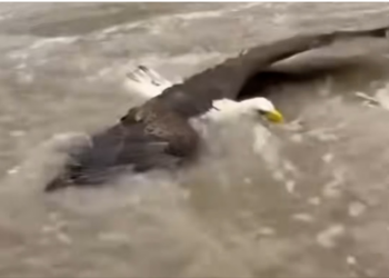 H0704002_Rescaté Esta Aguila Me Dio Una Sorpresa