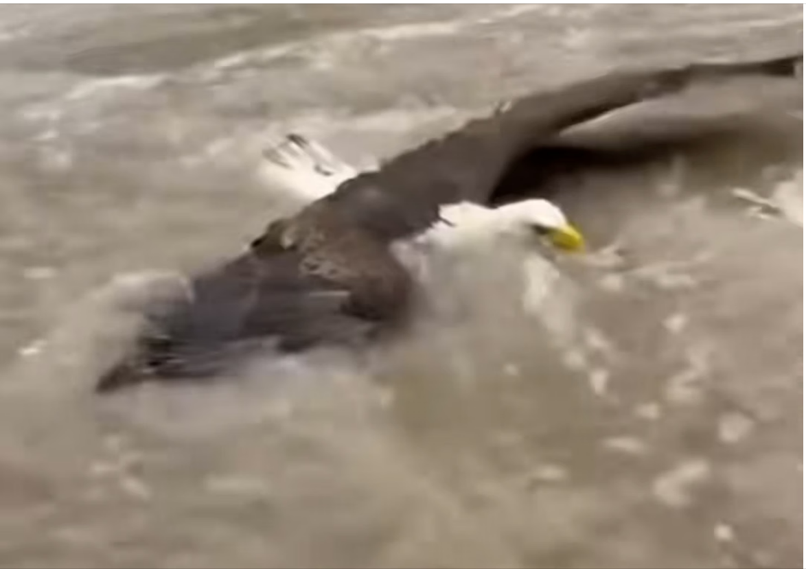 H0704002_Rescaté Esta Aguila Me Dio Una Sorpresa