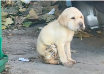 H0704003_found dog on roadside, foaming at mout