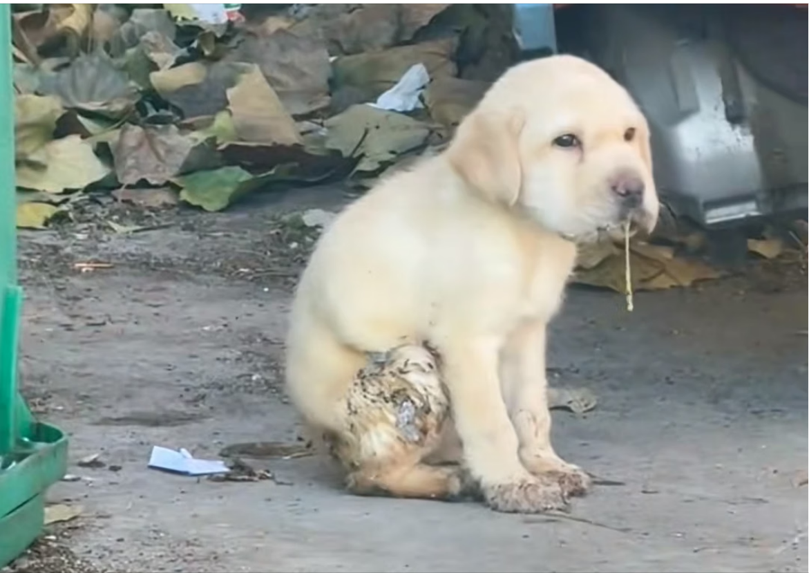 H0704003_found dog on roadside, foaming at mout