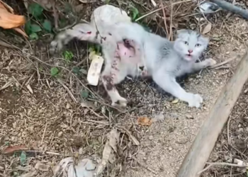 H0704005_found an injured stray cat by roadside