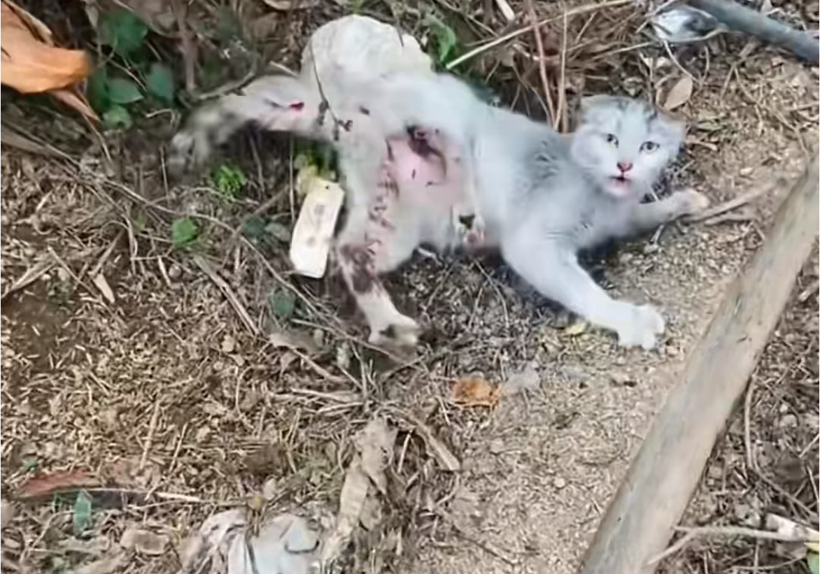 H0704005_found an injured stray cat by roadside