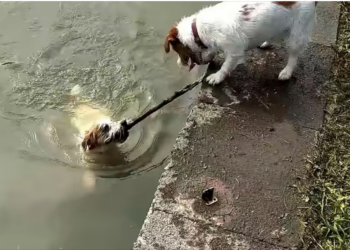 H0604001_dog saved his brother #storytelling #petlov