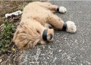 H0604004_Rescue two dog on highway then (1)