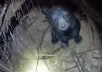 H0604005_thought he was just pile of mud #wholesome #an