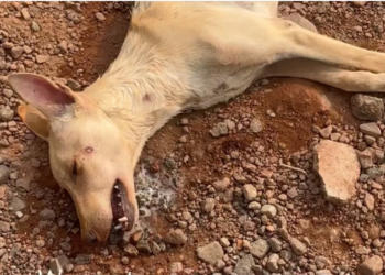 H0604019_2.4K views We received an emergency call today