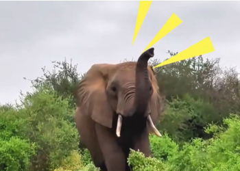 H0604021_象が人間の子どもを救うよう懇願しました #レスキュー #動物大好き #動物 #ペット #動物愛好家