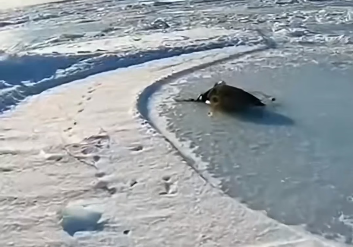 H0304010_found an adult penguin tangled in net on