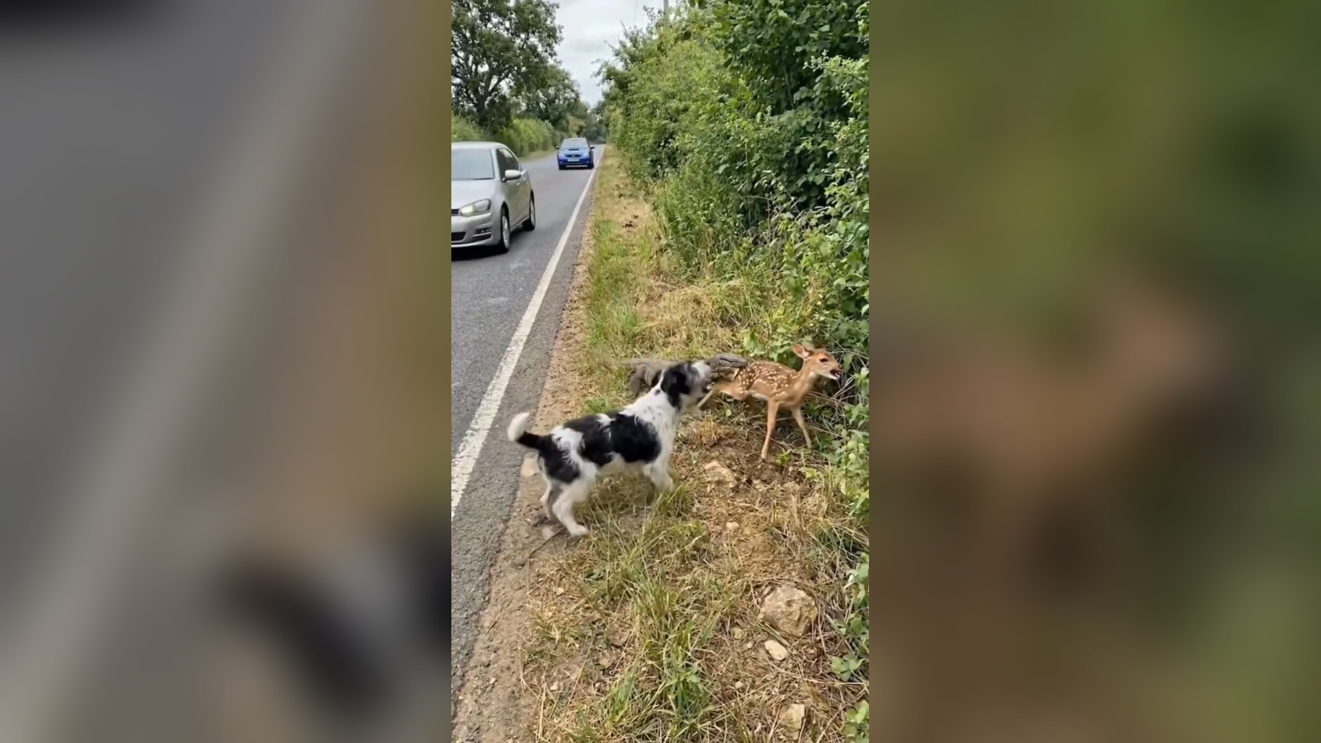 H0606028_A loyal dog kept barking help after spotting a baby deer being