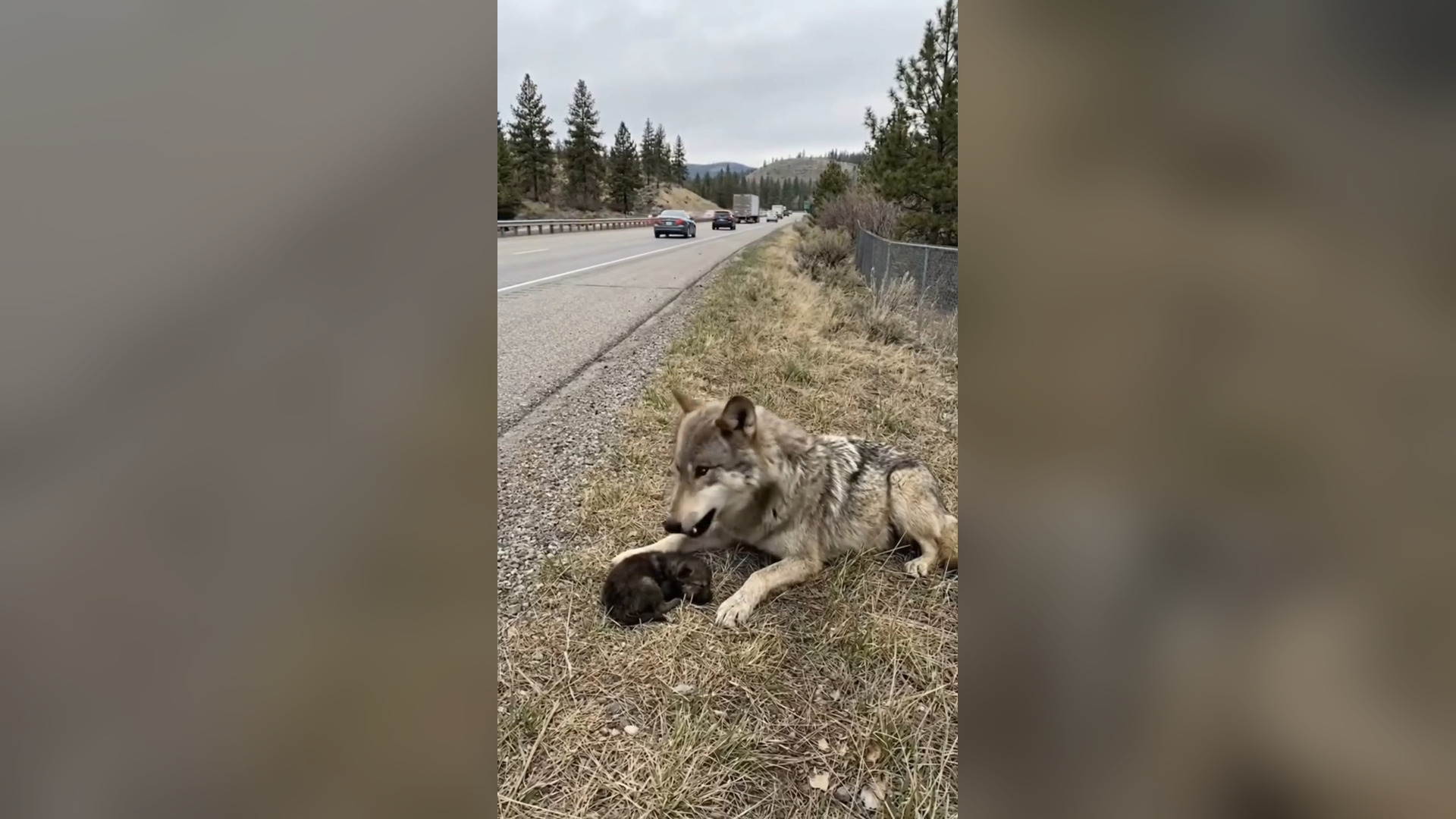 H0606026_A mother wolf stood crying beside a highway as her newborn pup lay