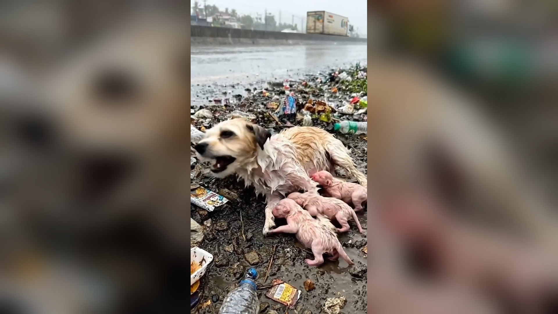 H0606025_A mother dog her newborn puppies were found abandoned, hungry,