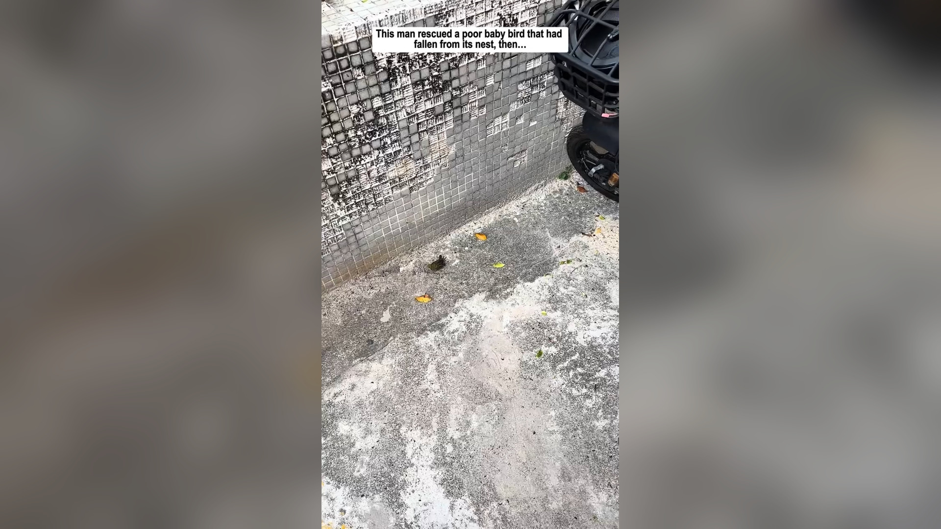 H0606021_A Tiny Bird Fell Its Nest Until Man Saved It #