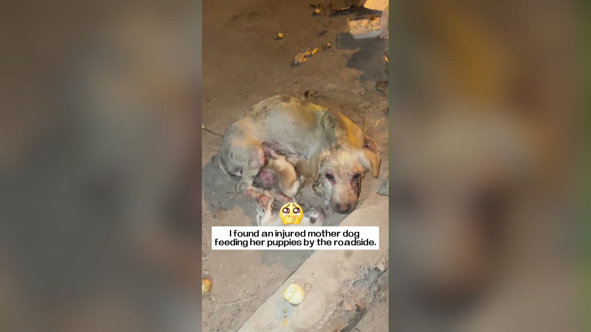H0506022_I found an injured mother dog feeding her puppies by roadside, an